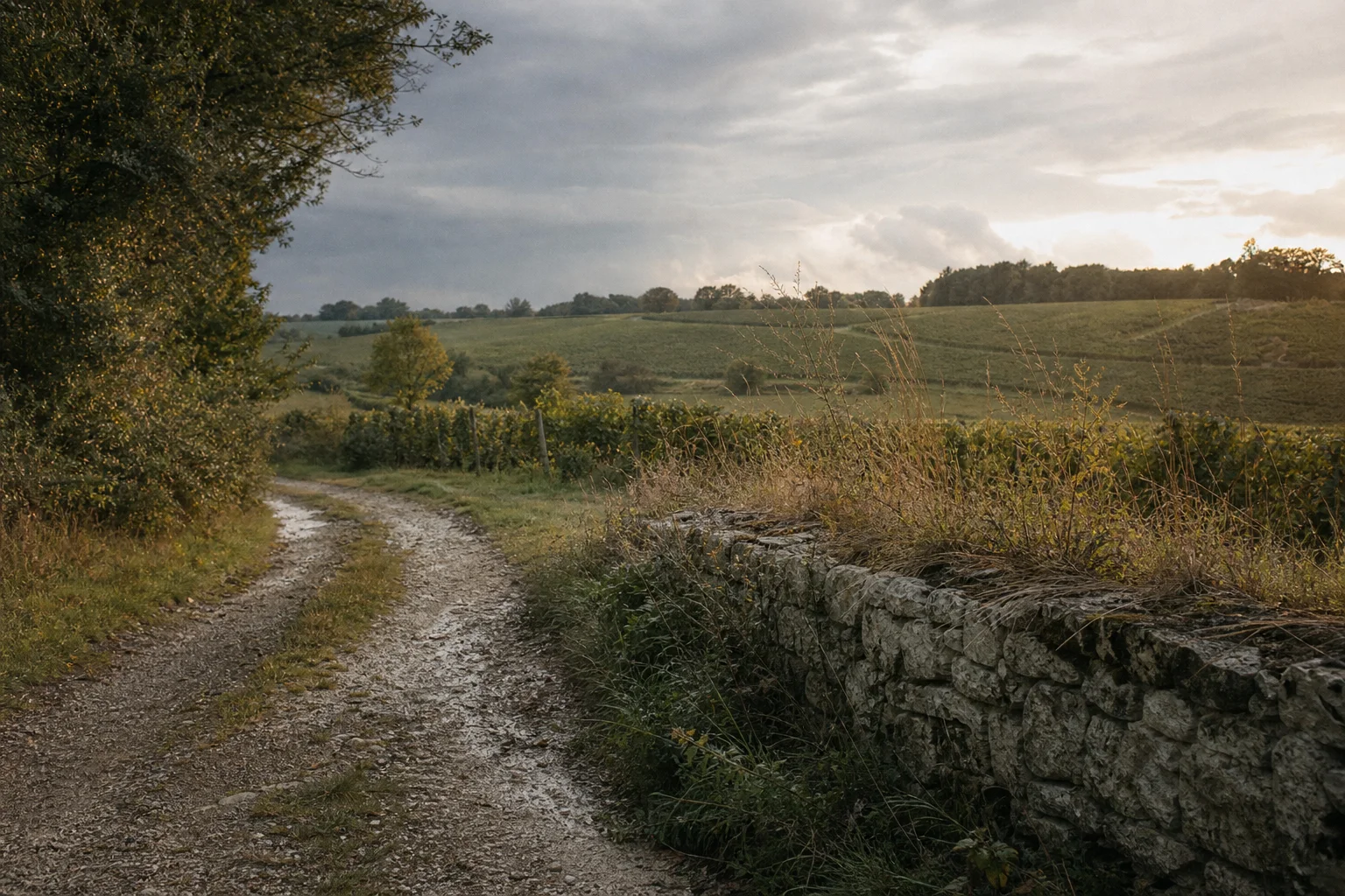 Chemin de calcaire longeant les vignes, image d’atmosphère inspirée de l’Entre-Deux-Mers