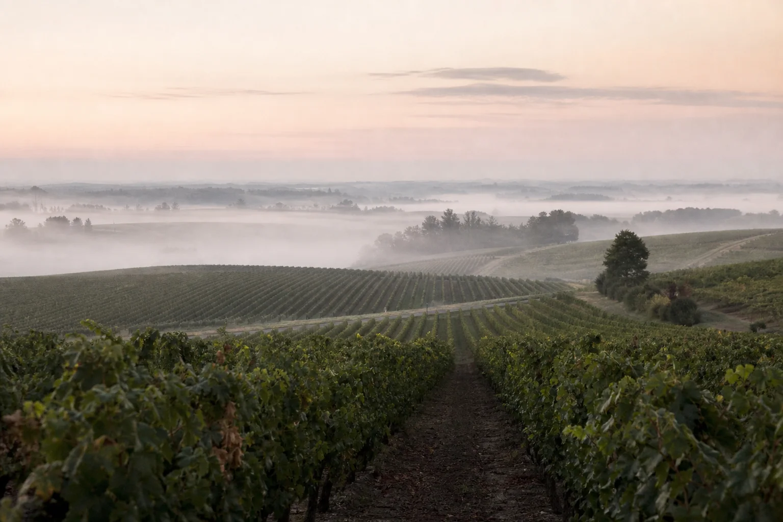 Vignobles dans la brume à l’aube, image d’atmosphère inspirée de l’Entre-Deux-Mers
